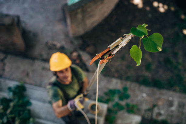 How Our Tree Care Process Works  in  Dranesville, VA