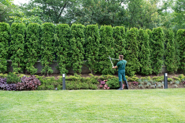 Best Lawn Irrigation Installation and Maintenance  in Dranesville, VA