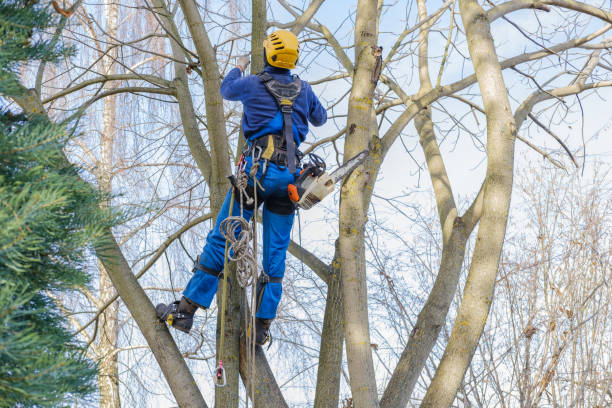 Trusted Dranesville, VA Tree Care Services Experts