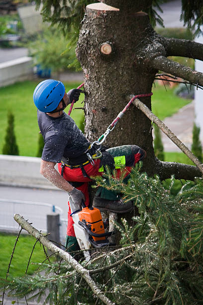 Best Tree Health Inspection  in Dranesville, VA