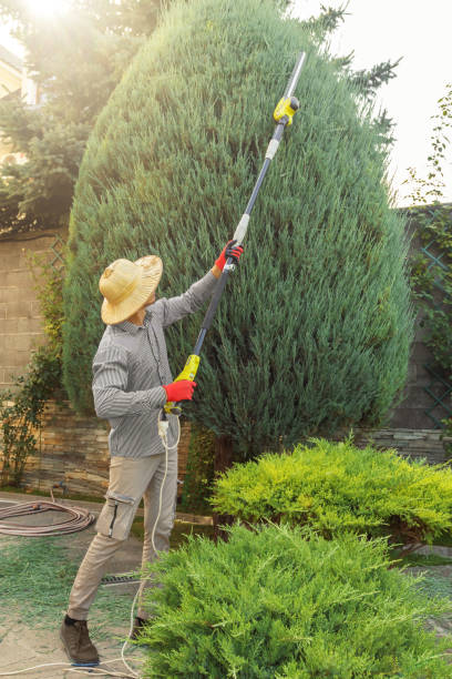 Best Fruit Tree Pruning  in Dranesville, VA