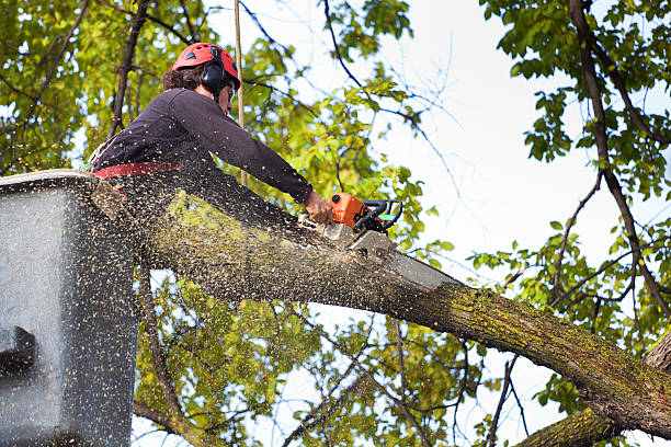 Best Tree Maintenance Programs  in Dranesville, VA