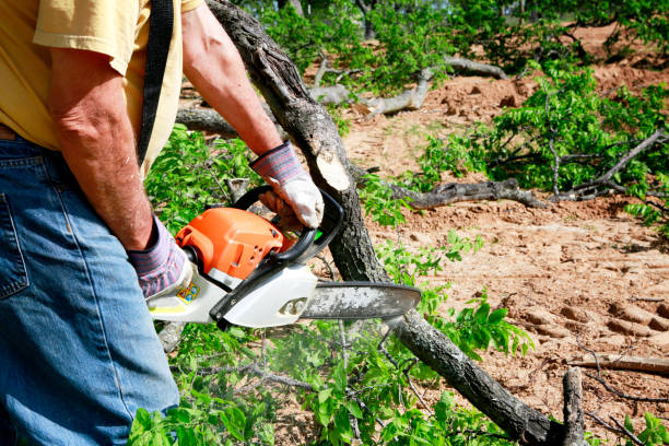 Best Tree Risk Assessment  in Dranesville, VA